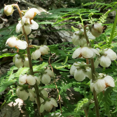 Pyrola americana (Pyrola rotundifolia) - Roundleaf Pyrola